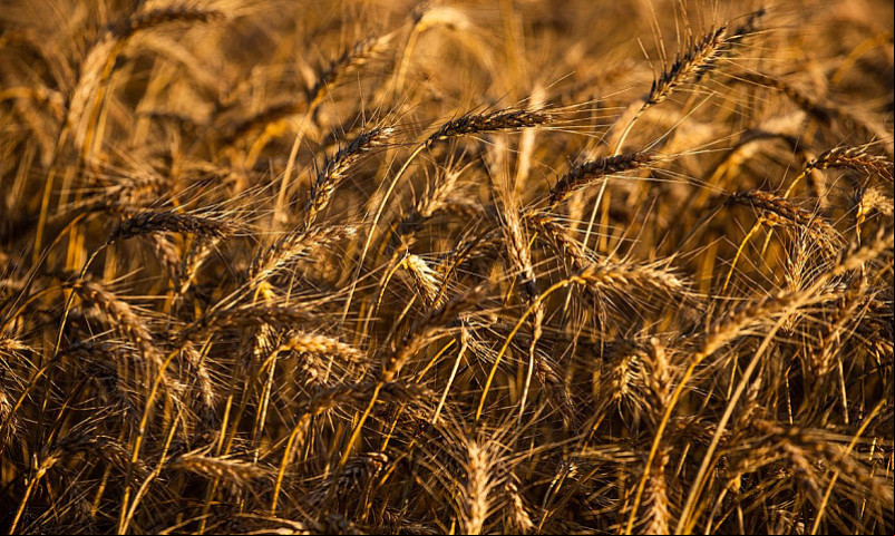A área total a ser colhida teve alta de 3,9% em relação ao ano ado e chegou a 68 milhões de hectares. Imagem: (R