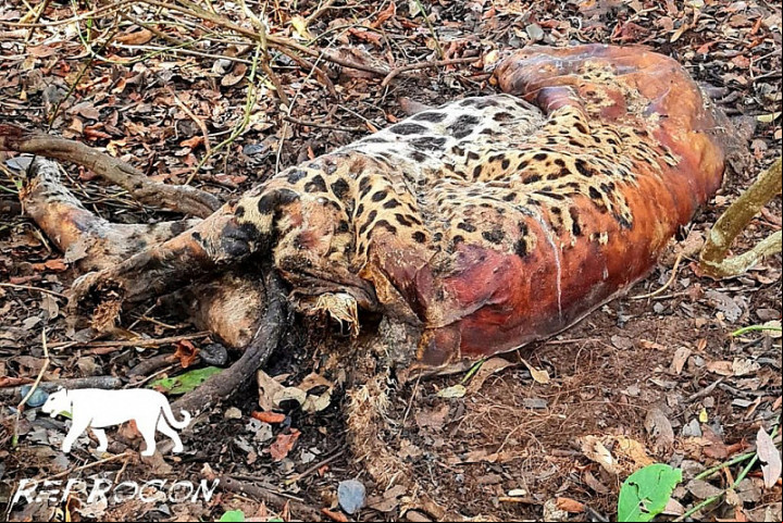 Animais podem ter sido envenenados com agrotóxico (Imagem: Divulgação)
